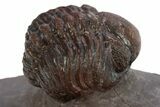 Enrolled, Red Austerops Trilobite - Hmar Laghdad, Morocco #310291-3